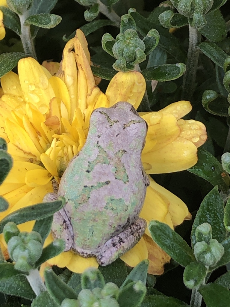 Gray Treefrog Species Complex from Locust St, Middletown, IN, US on ...