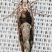 Pseudochelaria pennsylvanica - Photo (c) Larry Clarfeld,  זכויות יוצרים חלקיות (CC BY-NC), הועלה על ידי Larry Clarfeld