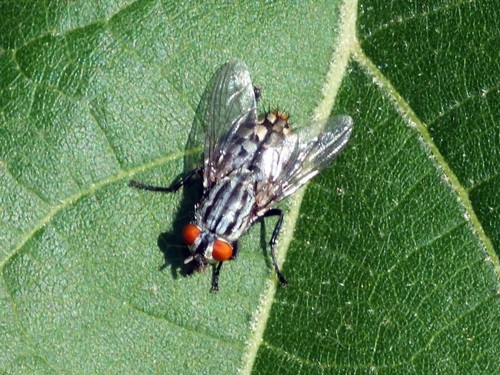 Sarcophaga nuotrauka