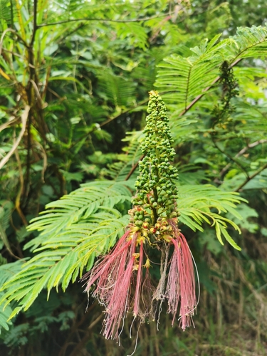 tree calliandra
