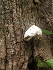 Volvariella bombycina image