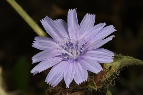 Cichorium endivia