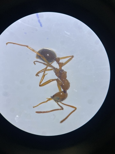 Megalomyrmex foreliMegalomyrmex foreli