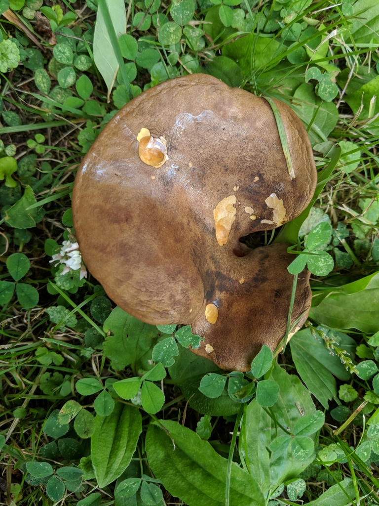ashtree bolete in July 2018 by Nicole Lipsky DeWalt · iNaturalist