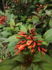 Hamelia patens image