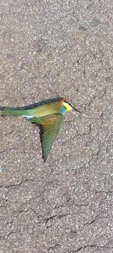 European Bee-eater