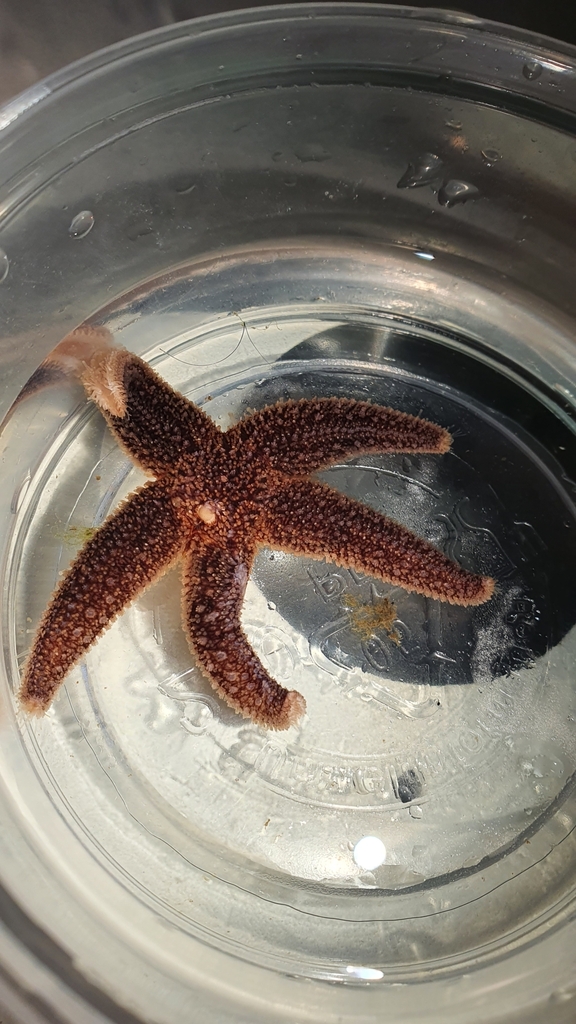 Northern Starfish