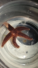 Northern Starfish