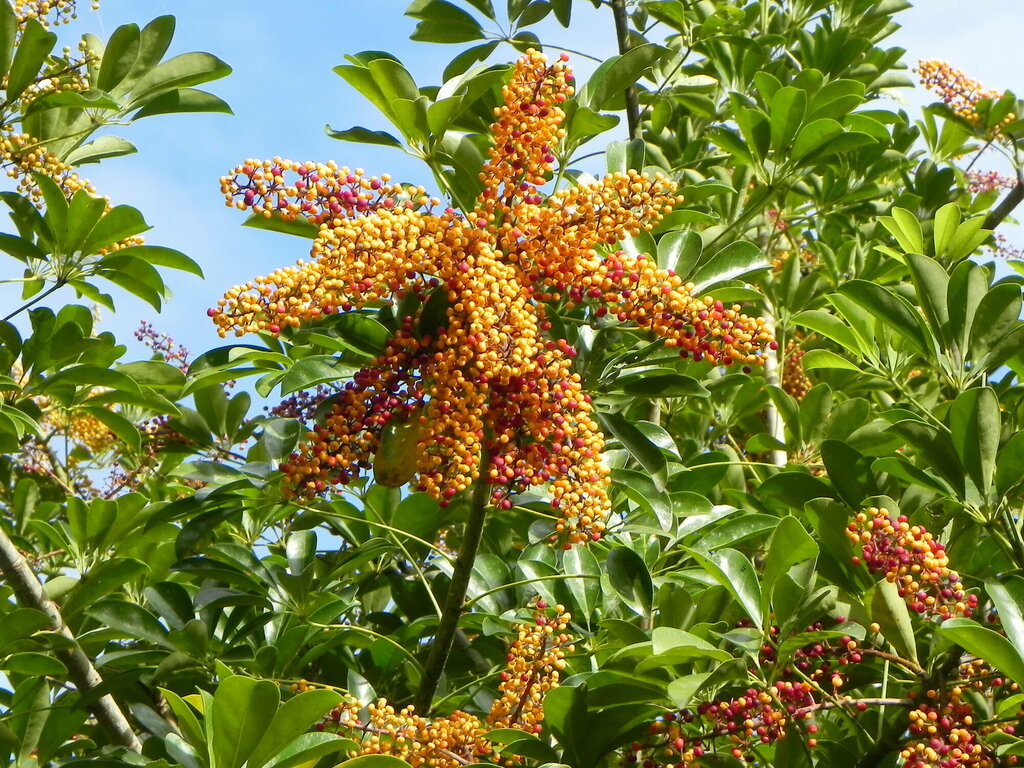 Heptapleurum arboricola