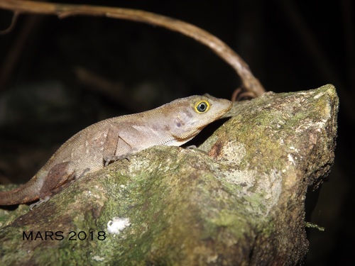 Malposo Scaly Anole