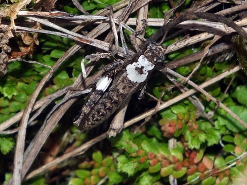Common Maquis Grasshopper