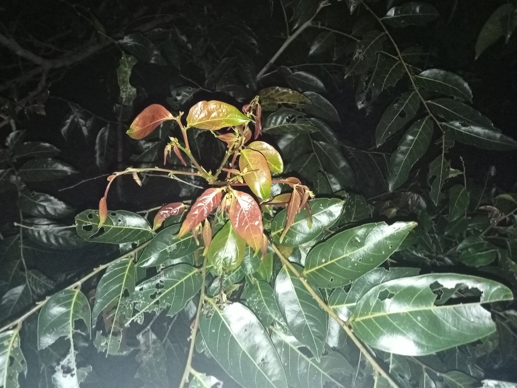 umbrella cheese tree in August 2022 by patrick_campbell. Rainforest