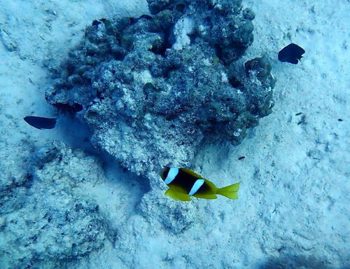 Red Sea Anemonefish — seen at this dive site