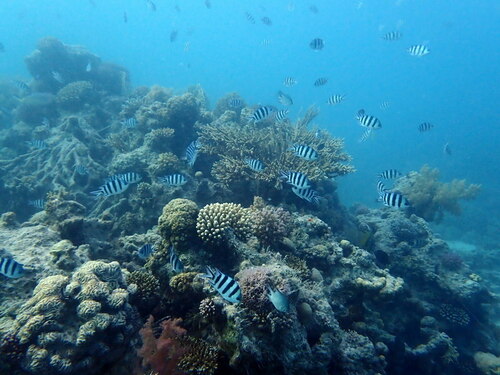Scissortail Sergeant — seen at this dive site