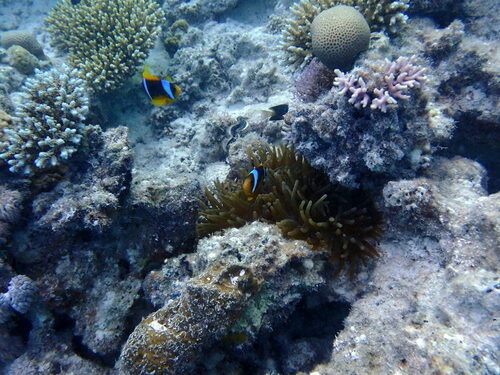 Red Sea Anemonefish — seen at this dive site