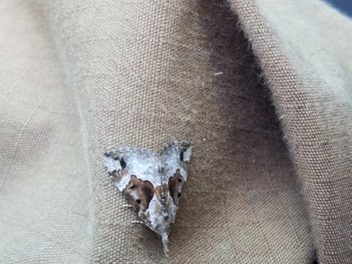 photo of Mottled Snout (Hypena palparia)
