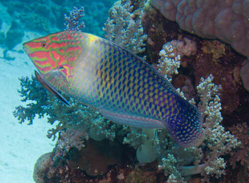 Checkerboard Wrasse
