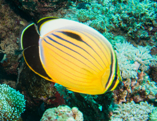 Exquisite Butterflyfish