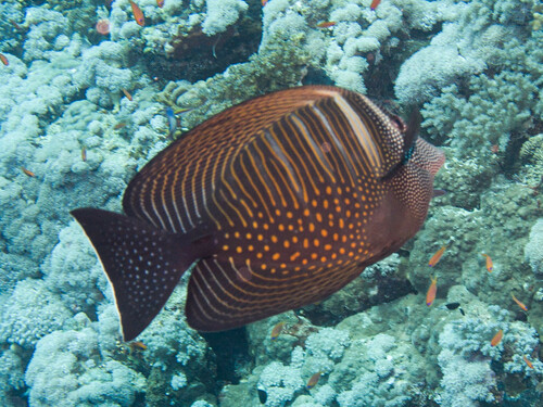 Indian Sailfin Tang — seen at this dive site