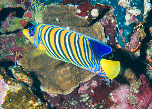 Regal Angelfish — seen at this dive site