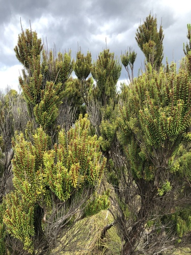 Azorean Heather