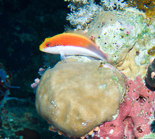 Freckled Hawkfish — seen at this dive site