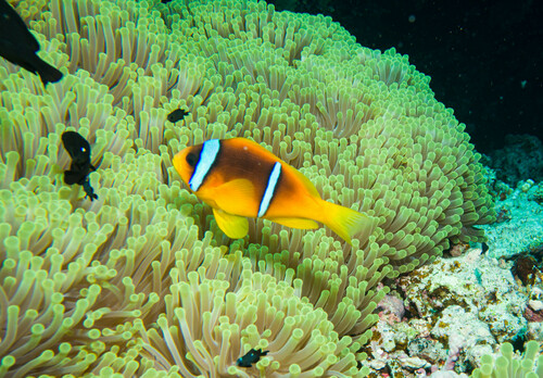 Red Sea Anemonefish — seen at this dive site