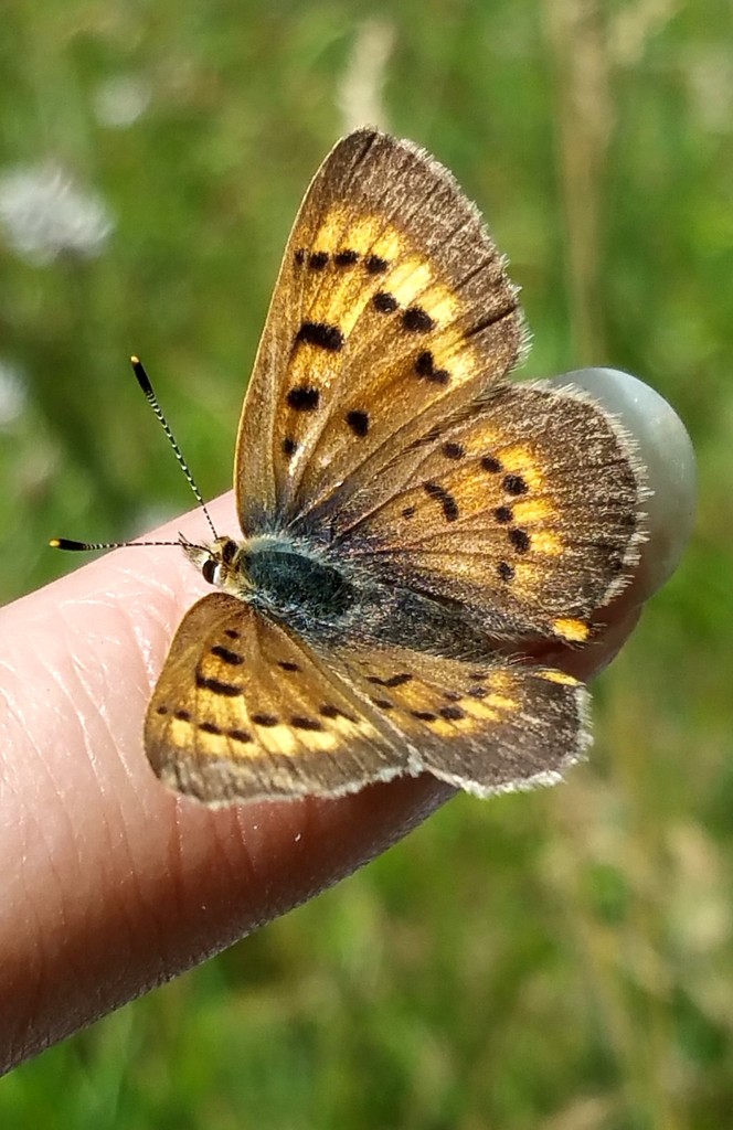 Purplish Copper (Lycaena helloides) · iNaturalist