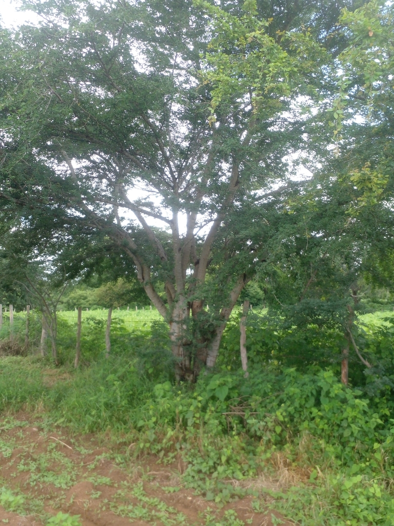 Guamúchil from La Mesa de Tototlan on August 16, 2022 at 11:13 AM by ...