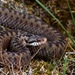 Adder - Photo (c) Malgoire Pavel, all rights reserved, uploaded by Malgoire Pavel