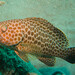 Areolate Grouper - Photo (c) Lesley Clements, all rights reserved