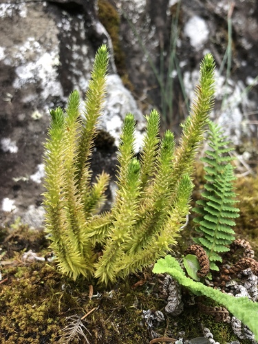 Huperzia arctica