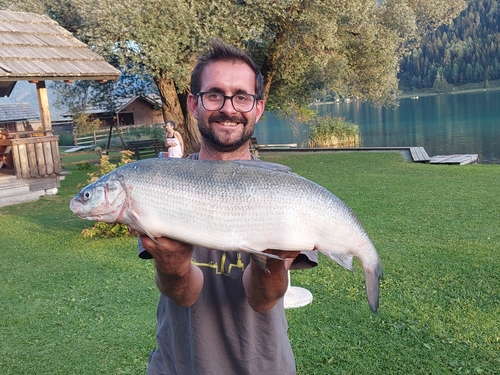Atter Whitefish