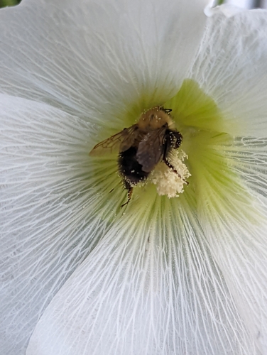 Perplexing Bumble Bee