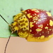 Eucalypt Leaf Beetle - Photo (c) Martin Lagerwey, all rights reserved, uploaded by Martin Lagerwey