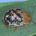 Pyrgo Beetle - Photo (c) Martin Lagerwey, all rights reserved, uploaded by Martin Lagerwey