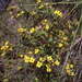 Chaetolepis thymifolia - Photo (c) Licinio Garrido Hoyos, all rights reserved, uploaded by Licinio Garrido Hoyos