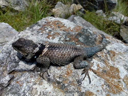Central Cleft Lizard