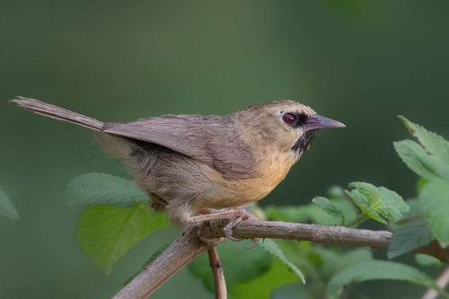 Black-chinned Babbler