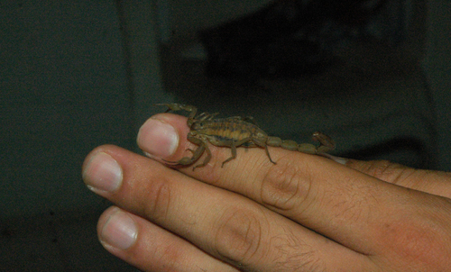 Centruroides limpidus