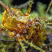 Cranaid Harvestmen - Photo (c) Nicky Bay, all rights reserved, uploaded by Nicky Bay