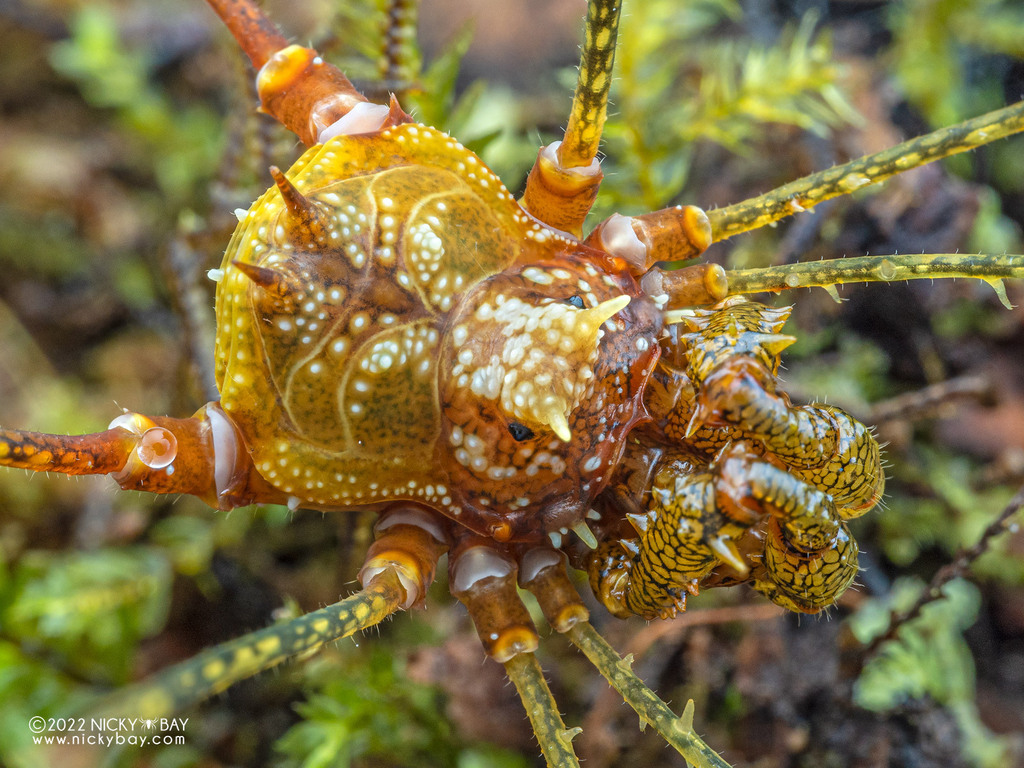 Superfamily Gonyleptoidea · iNaturalist