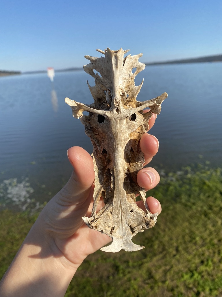 Blue Catfish from Lake Wivenhoe, QLD, AU on August 18, 2022 at 0323 PM