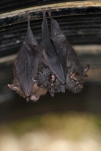 Andersen's Woolly Horseshoe Bat (Rhinolophus foetidus) — Data Deficient Mammalia