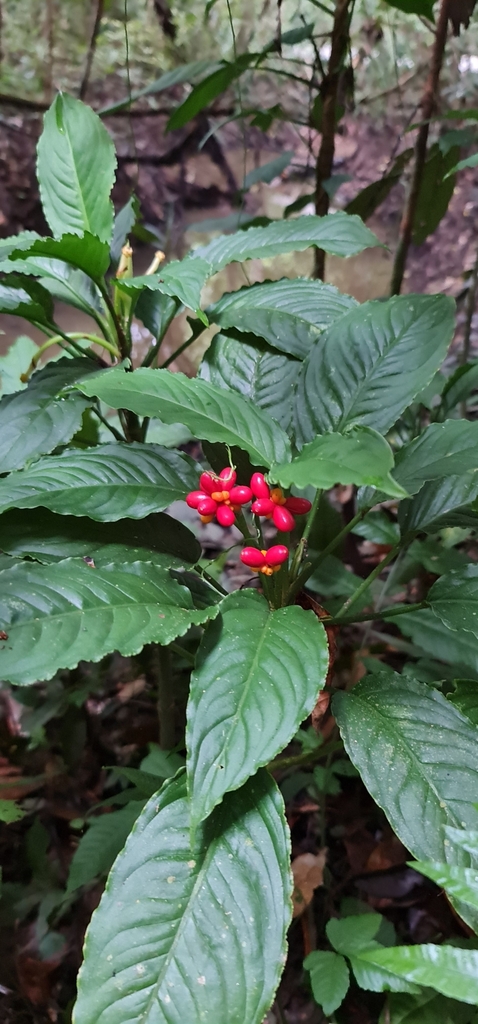 Malayan Sword (Aglaonema simplex) · iNaturalist