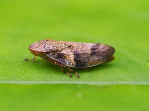 Aphrophora alni (Fallén, 1805)