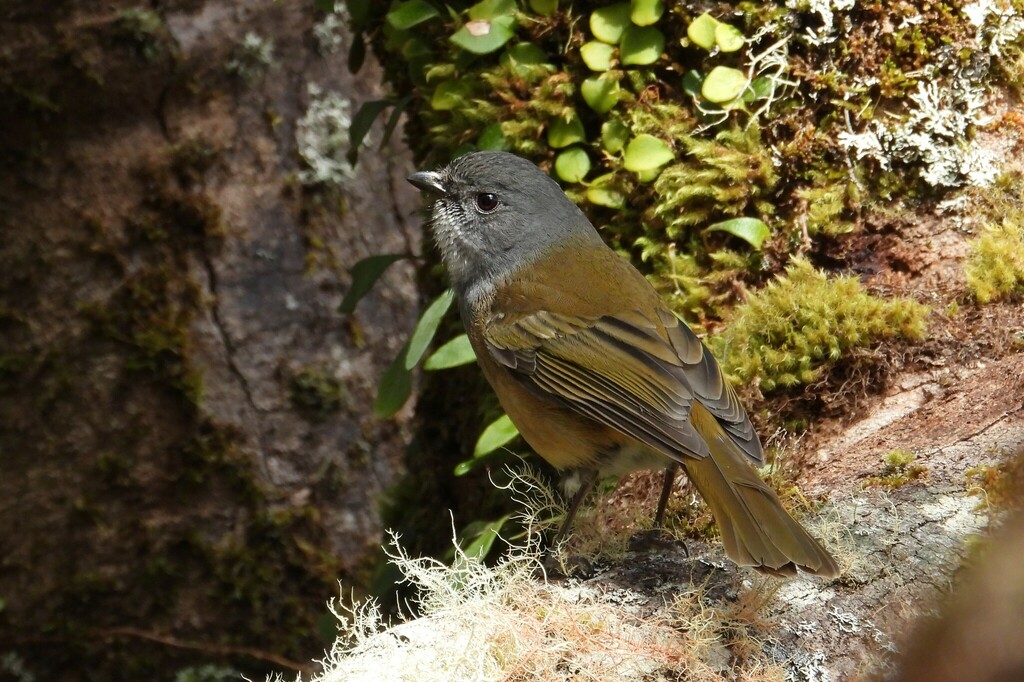 Olive Whistler photo