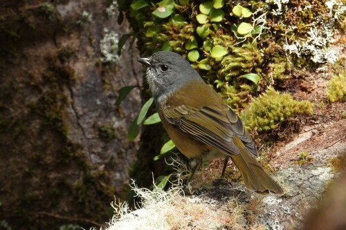 Pachycephala olivacea Vigors & Horsfield, 1827
