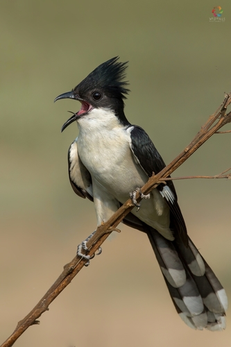 Pied Cuckoo