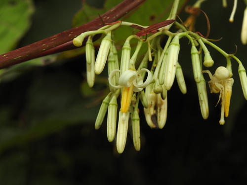 Alangium chinense (Lour.) Harms